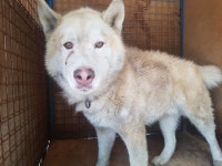 경북 칠곡 석적  중지리에서 흰갈색 강아지 발견 보호