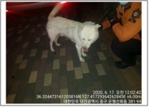 대전 중구 선화동 센트럴뷰아파트에서 풍산견 발견 보호