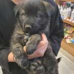 경기 부천 원미로 89번길 49에서 갈검색 새끼 강아지 발견 보호..박스째 발견