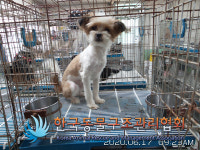 경기 의정부 동오역 인근에서 갈검흰색 강아지 발견 보호