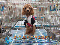 경기 의정부 신촌로17번길 37-1에서 푸들 발견 보호