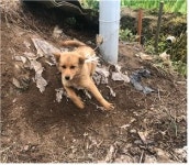 충남 부여 신대리에서 황색 강아지 발견 보호