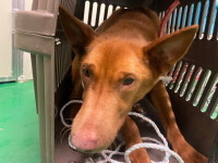 부산 기장 기장읍 차성동로 70에서 갈색 강아지 발견 보호..빨간 목줄