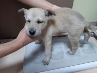 울산 북구 T스테이션 효문점 앞에서 회색 강아지 발견 보호