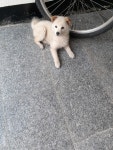 충남 홍성 홍성읍 조양로 103번길 8에서 흰색 어린 강아지 발견 보호