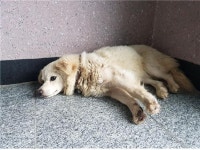 경남 고성 중앙로 15번길 31에서 흰색 강아지 발견 보호