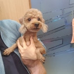 경기 부천 옥산초등학교에서 푸들 발견 보호