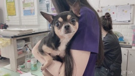 인천 서구청에서 치와와 발견 보호