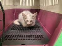 부산 기장 차성동로 178번길에서 흰회색 어린 고양이 발견 보호