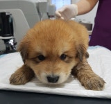 충북 제천 청풍호로 2186에서 갈색 어린 강아지 발견 보호