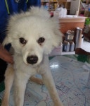 충남 예산 오가면 오신로 319-32에서 흰색 강아지 발견 보호