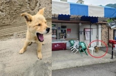 버리고 가는 주인 차량 쫓아가던 강아지, 동네 슈퍼 마스코트 되다