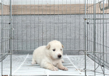 경기 여주 흥천면 신율로에서 흰색 어린 강아지 발견 보호