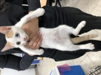 충북 청주 율량동 청주I동물병원에서 흰노란색 고양이 발견 보호..예쁜 오드아이