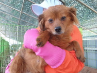 경남 함안 가야읍 성내북길 25에서 갈색 강아지 발견 보호