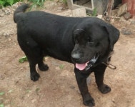 경북 청송 진보면 참막길31에서 검정색 강아지 발견 보호