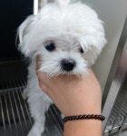 광주 북구 용봉동에서 말티즈 발견 보호