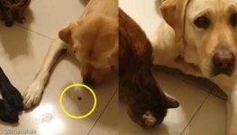 기다려 하는 사이 고양이가 간식 뺏어 먹자 억울상된 강아지