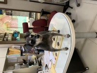 서울 용산구 용문동 동문시장에서 슈나우져 발견 보호