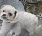 광주 북구 첨단동에서 말티즈 발견 보호..넥카라 착용