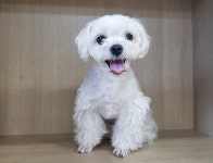 경기 광주시 남한산성면 남한산성로에서 말티즈 발견 보호