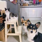 숨 헉헉대는 강아지 안고 야간 응급실 찾았더니..과식입니다