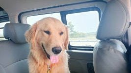 전북 군산시 무녀도 오토캠핑장 앞에서 골든 리트리버 발견 보호