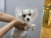 부산 기장 내리 삼정그린코아 부근 산책로에서 말티즈 발견 보호