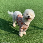 강아지에게 스마트폰이 이렇게 위험합니다..게임 중독돼버린(?) 프로 게임견