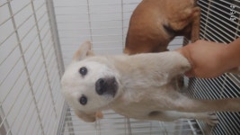 충북 음성 금왕소방서에서 흰색 강아지 발견 보호