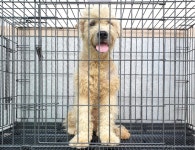 경기 여주 가남읍 일신로에서 삽살개 발견 보호