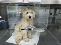 강원 춘천 남면 여우내길 46 주택에서 흰색 강아지 발견 보호