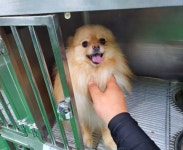 충북 충주 주덕 119특수구조대에서 포메라니안 발견 보호