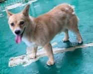 경남 하동군 송림공원 테니스장에서 갈색 강아지 발견 보호