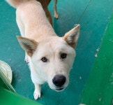 경남 하동군 적량면 사무소에서 흰색 강아지 발견 보호