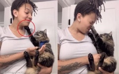 집사 쓰담쓰담 해주는 고양이..인간아, 너 쫌 귀엽다?