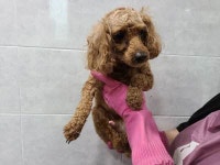 부산 기장군청에서 푸들 발견 보호