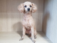 경기 광주시 곤지암리 일대에서 푸들 발견 보호