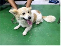 충남 부여 양화서로에서 흰노랑 강아지 발견 보호