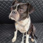 전남 고흥읍 신호마을에서 검흰색 강아지 발견 보호