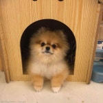 귀여움과 귀여움이 만나면?..네티즌 심장 부숴버린 절친 강아지들