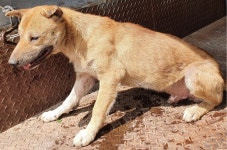 경남 창녕 대합119에서 갈색 강아지 발견 보호