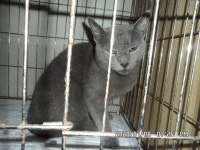 서울 동작구 상도3동 299번지에서 러시안 블루 발견 보호