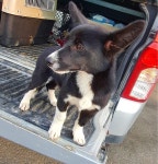 경북 영천 망정동 창신네거리 농협 앞에서 검흰색 강아지 발견 보호