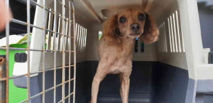 강원 강릉 포남동 엘지서비스센터 앞 버스정류장에서 푸들 발견 보호