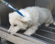 충북 옥천 옥천읍에서 흰색 강아지 발견 보호