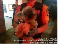 대전 유성 진잠로 162번길에서 요크셔 테리어 2마리 발견 보호