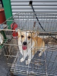 충남 천안 청당동 신도브래뉴아파트 안에서 웰시 코기 발견 보호