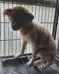 경북 청도 풍각면사무소에서 흰황색 강아지 발견 보호