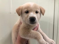 경기 시흥 장현동 170-2에서 흰색 어린 강아지 발견 보호